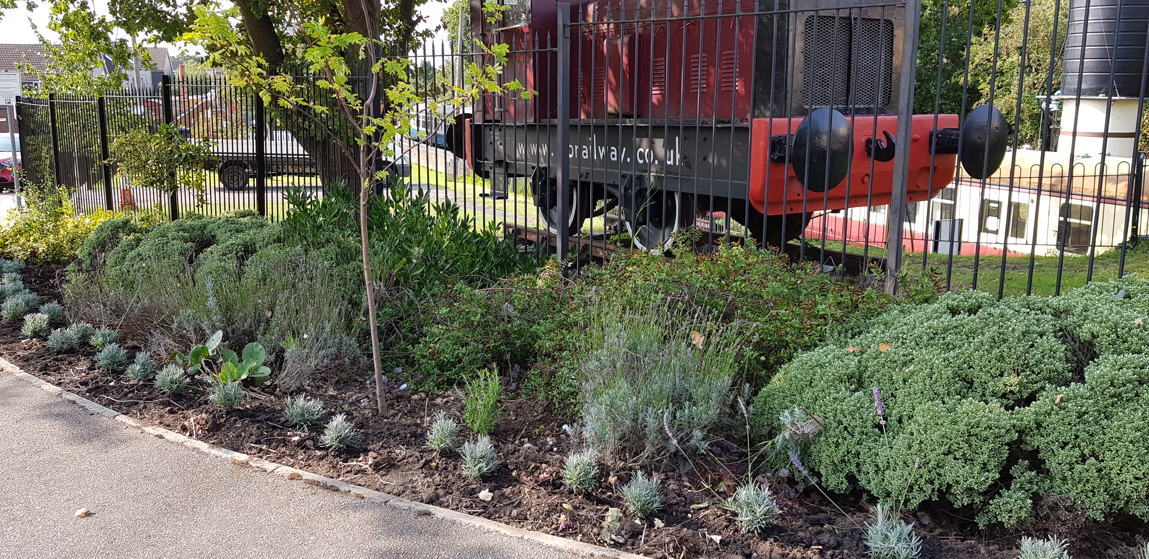 Lavender hedge planted at Station Approach